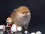 Pomeriaan pup | klein | volledig gevaccineerd | betrouwbaar, Dieren en Toebehoren, Reu, 8 tot 15 weken, Buitenland, Eén hond