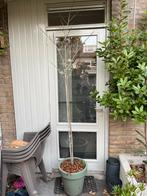 Pawpaw Zaailing - Asimina Triloba, Tuin en Terras, Planten | Fruitbomen, Ophalen, Overige soorten, Volle zon, In pot