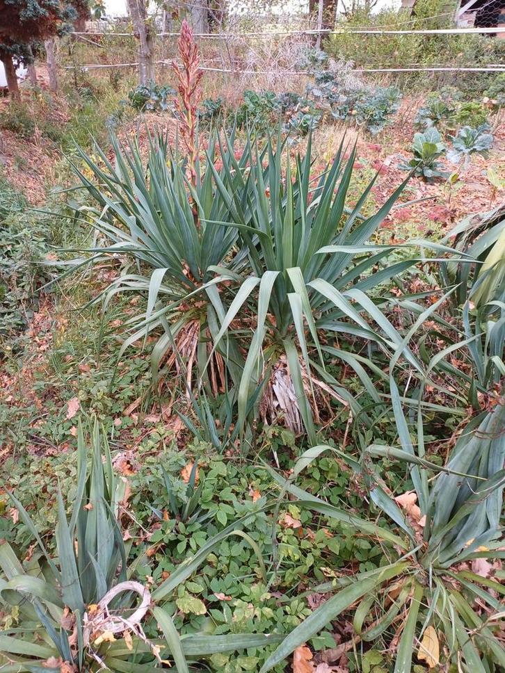 Palmlelie tot 80cm, Yucca Filamentosa, Tuin en Terras, Planten | Tuinplanten, Vaste plant, Overige soorten, Volle zon, Herfst