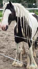 Tinker super braaf, Dieren en Toebehoren, Pony's, Merrie, D pony (1.37m tot 1.48m), 11 jaar of ouder