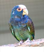 GEZOCHT Pionus Senilis man, Dieren en Toebehoren, Mannelijk, Parkiet, Geringd