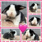 Hele lieve & knappe jonge Dwerg hangoor konijntjes, Dieren en Toebehoren, Konijnen, Meerdere dieren, Dwerg, Hangoor, 0 tot 2 jaar