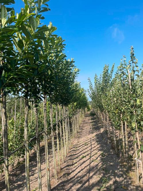 Lei laurier op 180 cm met lei rek 120 cm breed ., Tuin en Terras, Planten | Bomen, Leiboom, Halfschaduw, Ophalen of Verzenden