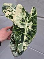 Alocasia Frydek Variegata p12 (3), Huis en Inrichting, Kamerplanten, Ophalen of Verzenden, Overige soorten, Minder dan 100 cm