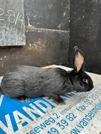 Kweekrijpe rammelaar te koop, Dieren en Toebehoren, Konijnen, Groot, 0 tot 2 jaar