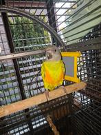 bonte boer, Dieren en Toebehoren, Vogels | Parkieten en Papegaaien, Papegaai, Geringd