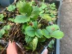 Aardbei - Fragaria anannans white/roze -  aardbeien planten, Verzenden, Zomer, Overige soorten, Volle zon