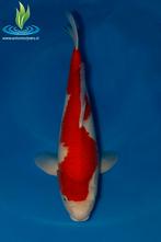 052 Kohaku, Dieren en Toebehoren, Vissen | Vijvervissen, Karper of Koi