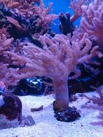 Kenia boom zeeaquarium, Dieren en Toebehoren, Vissen | Aquariumvissen, Overige typen