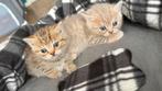 British Kort Haar Kitten (NOG 2(man)KİTTEN Beschikbaar), Dieren en Toebehoren, Katten en Kittens | Raskatten | Korthaar, Meerdere dieren