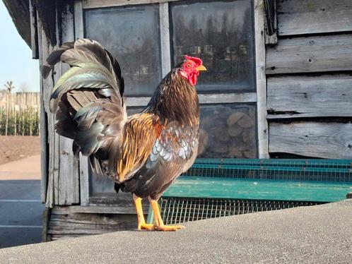 Kippenopvang zoekt goede plek voor deze leuke krielhaan!, Dieren en Toebehoren, Pluimvee, Kip, Mannelijk