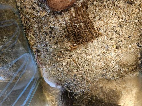 Rattus norvegicus Kleur Rat, Dieren en Toebehoren, Knaagdieren, Meerdere dieren, Rat, Juli