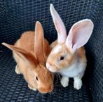 Jonge vlaamsereus x duitsereus konijnen, Dieren en Toebehoren, Konijnen, Meerdere dieren, Groot, 0 tot 2 jaar