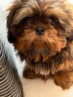 Shih-tzu pup, Dieren en Toebehoren, Honden | Chihuahua's en Gezelschapshonden, Rabiës (hondsdolheid), 15 weken tot 1 jaar, Reu