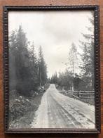 Oude Foto: Weg door het Bos, Antiek en Kunst, Ophalen of Verzenden