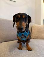 Hunter blauw tuig honden tuig Maat S NIEUW, Dieren en Toebehoren, Ophalen of Verzenden, Nieuw