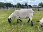 Een beer van een zuivere ras Hampshire Down ram, Dieren en Toebehoren, Schaap, Mannelijk