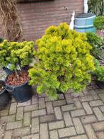 Pinus mugo wintergold grote plant, Ophalen, Overige soorten
