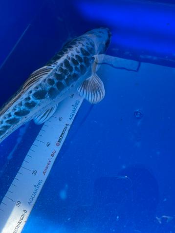 Japanse koi aragoke 35 cm beschikbaar voor biedingen