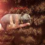 American Bully pups beschikbaar, Dieren en Toebehoren, Overige rassen, 8 tot 15 weken, Meerdere, Meerdere dieren