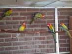 Goudmantel rosella's, Dieren en Toebehoren, Meerdere dieren, Parkiet, Geringd