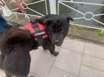 Lieve sharpei aangeboden, Dieren en Toebehoren, Eén hond, 3 tot 5 jaar, Nederland, Particulier