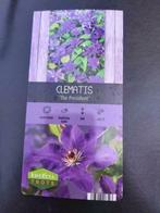 Clematissen, Volle zon, Vaste plant, Zomer, Ophalen