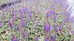Salvia nemerosa 'Ostfriesland' Salie vasteplant, Ophalen of Verzenden, Zomer, Overige soorten, Halfschaduw