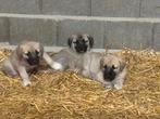 Kangal pups, Overige rassen, CDV (hondenziekte), 8 tot 15 weken, Meerdere