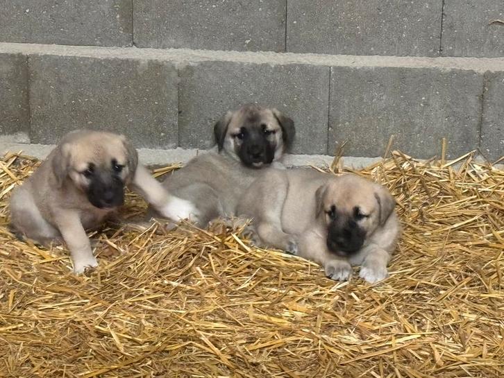 Kangal pups, Dieren en Toebehoren, Honden | Herdershonden en Veedrijvers, Meerdere dieren, Overige rassen, Particulier, Meerdere