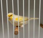 Koppel geel mozaïek kanaries ‘25, Dieren en Toebehoren, Vogels | Kanaries, Meerdere dieren, Kleurkanarie