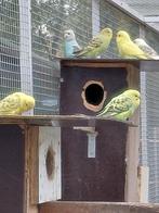 7 jonge Grasparkieten/parkietjes en 1 Agapornis roseicolli, Dieren en Toebehoren