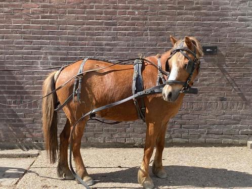 Mentuig shetlander, Dieren en Toebehoren, Paarden en Pony's | Hoofdstellen en Tuigage, Gebruikt, Overige soorten, Ophalen