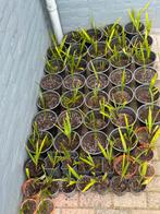 Trachycarpus Fortunei - Winterharde Palmboom, Tuin en Terras, Volle zon, Vaste plant, Zomer, Ophalen