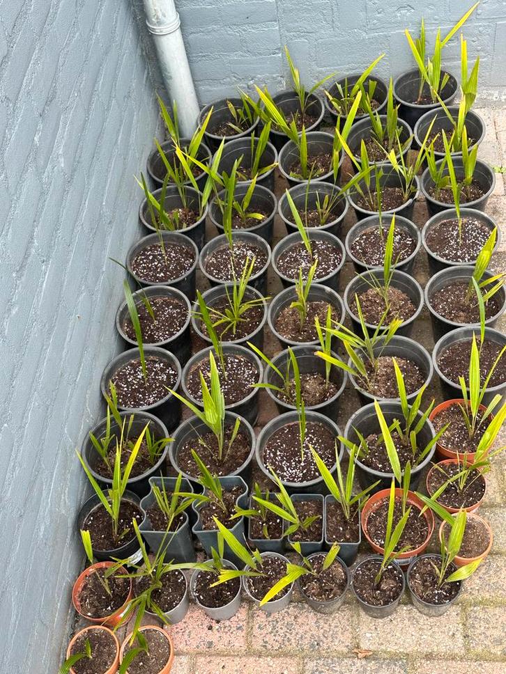 Trachycarpus Fortunei - Winterharde Palmboom, Tuin en Terras, Planten | Tuinplanten, Vaste plant, Overige soorten, Volle zon, Zomer