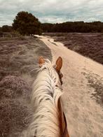 Bijrijder gezocht voor haflinger merrie, Dieren en Toebehoren, Ophalen, Nieuw