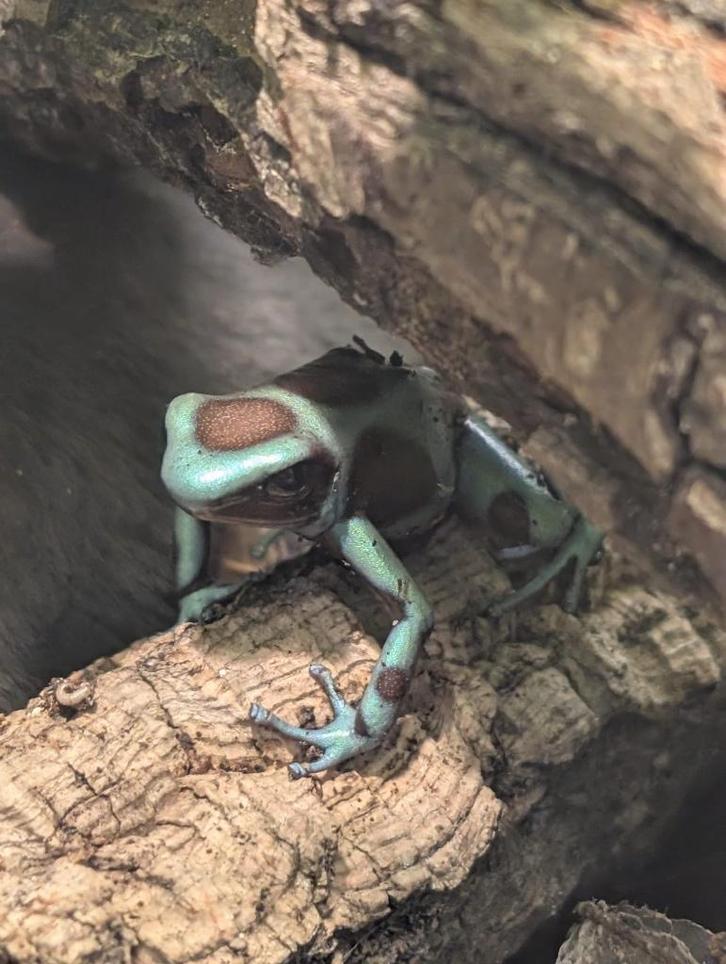 Kikkers Dendrobates auratus bronze - 2 stuks