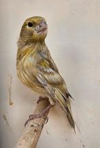 Jonge Geel grijs mozaiek Agaat kanarie, Dieren en Toebehoren, Vogels | Kanaries, Kleurkanarie