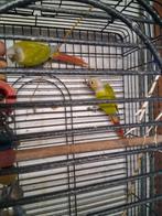 Koppel pyrrhuras, Dieren en Toebehoren, Vogels | Parkieten en Papegaaien, Meerdere dieren, Parkiet, Geringd