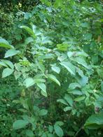 walnoot hazelaar boompjes kastanje hazelnoten voedselbos, Halfschaduw, Lente, Minder dan 100 cm, Overige soorten