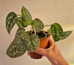 Scindapsus pictus argyraeus (plant of stekken), Ophalen of Verzenden, Overige soorten, Minder dan 100 cm