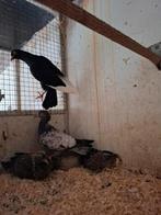 Koppel sierduiven, Dieren en Toebehoren, Vogels | Duiven, Meerdere dieren, Overige soorten
