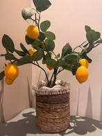 Citroen boompje in mand, Huis en Inrichting, Ophalen of Verzenden, Zo goed als nieuw