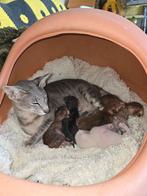 Oosterse korthaar kittens, Dieren en Toebehoren, Meerdere dieren, Ontwormd