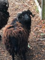 ouessant rammetjes,, Mannelijk, Schaap, 3 tot 5 jaar