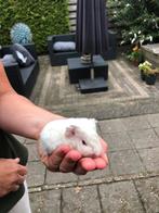 Jonge cavia zeugjes., Dieren en Toebehoren, Knaagdieren, Cavia, Augustus, Vrouwelijk, Tam