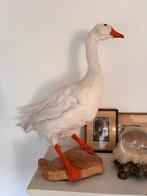 Grote opgezette gans, Ophalen, Zo goed als nieuw, Opgezet dier