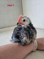 Cochin haantjes (juli 2025), Dieren en Toebehoren