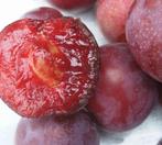 Pruimenboom ‘Unika’, Tuin en Terras, Ophalen of Verzenden, Zo goed als nieuw