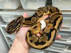 1.0 Pied ball python regius te koop, Dieren en Toebehoren, Reptielen en Amfibieën, Slang, Tam, 0 tot 2 jaar